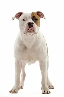 American Staffordshire Terriers Collection: Dog - American Staffordshire Terrier