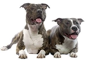 American Staffordshire Terriers Collection: Dog - American Staffordshire Terriers