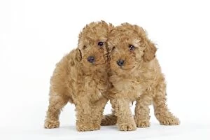 Images Dated 11th April 2000: Dog - Apricot Poodle - Two together
