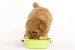 Images Dated 11th April 2000: Dog - Apricot Poodle eating dried food from bowl