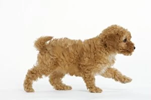 Images Dated 11th April 2000: Dog - Apricot Poodle walking in studio