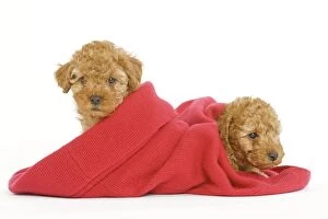 Images Dated 11th April 2000: Dog - two Apricot Poodles in blanket