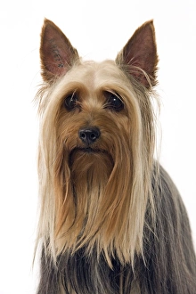 Dog - Australian Silky Terrier / Silky Terrier / Sydney Silky Dog - Australian Silky Terrier / Silky Terrier / Sydney Silky