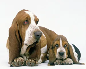 Dog - Basset Hound, adult with puppy Dog - Basset Hound, adult with puppy