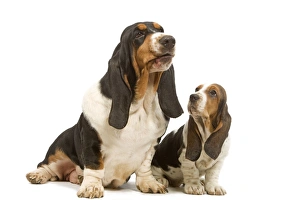 Dog - Basset Hound - adult & puppy in studio Dog - Basset Hound - adult & puppy in studio