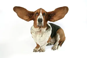 Dog - Basset Hound with ears up Dog - Basset Hound with ears up