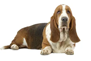 Dog - Basset Hound lying down Dog - Basset Hound lying down