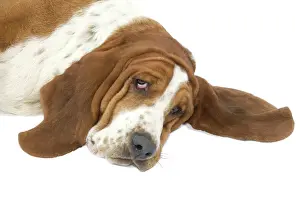 Basset Hound Print LA-4132