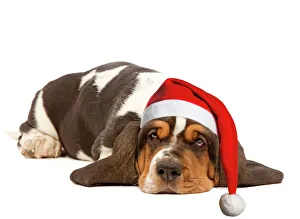 Dog - Basset Hound - lying in studio wearing Christmas hat Dog - Basset Hound - lying in studio wearing Christmas hat