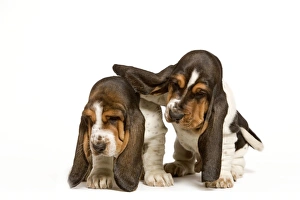 Dog - Basset Hound - two puppies in studio Dog - Basset Hound - two puppies in studio