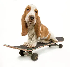 Dog - Basset Hound puppy in studio on skateboard Dog - Basset Hound puppy in studio on skateboard