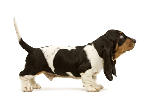 Dog - Basset Hound - in studio