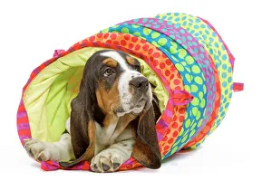 Dog - Basset Hound in studio in brightly coloured bed Dog - Basset Hound in studio in brightly coloured bed