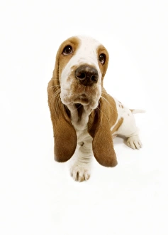 Dog - Basset Hound - in studio fish-eye lense Dog - Basset Hound - in studio fish-eye lense