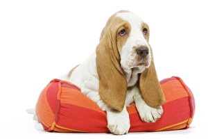 Dog - Basset Hound in studio lying in bed Dog - Basset Hound in studio lying in bed