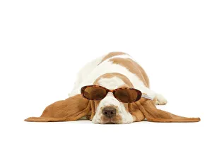 Dog - Basset Hound in studio wearing sunglasses Dog - Basset Hound in studio wearing sunglasses