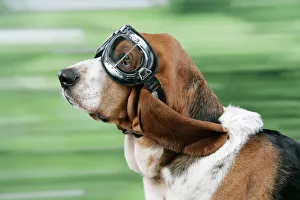 DOG. Basset hound wearing goggles DOG. Basset hound wearing goggles