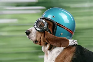 DOG. Basset hound wearing goggles & helmet DOG. Basset hound wearing goggles & helmet