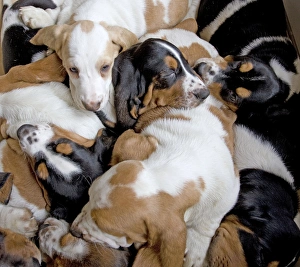 Dog - Basset Hounds - group of puppies sleeping Dog - Basset Hounds - group of puppies sleeping