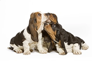 Dog - three Basset Hounds in studio Dog - three Basset Hounds in studio