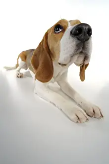 Beagle Lying Down Print JD-22462