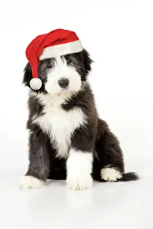 Dog. Bearded Collie puppy sitting wearing Christmas hat Dog. Bearded Collie puppy sitting wearing Christmas hat