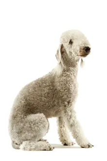 Dog - Bedlington Terrier. Also known as Rothbury Terrier Dog - Bedlington Terrier. Also known as Rothbury Terrier