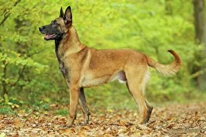 Dog - Belgian Shepherd Dog / Malinois Dog - Belgian Shepherd Dog / Malinois