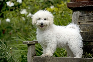 Bichon frise best sale x toy poodle