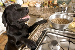 Dog - Black Labrador with paws up on kitchen counter looking at dried / dry food Dog - Black Labrador with paws up on kitchen counter looking at dried / dry food