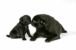 DOG. Black pug with black puppy (6 weeks old) looking at each other DOG. Black pug with black puppy (6 weeks old) looking at each other