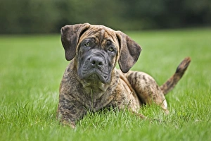 Dog - Boerboel - puppy in garden Dog - Boerboel - puppy in garden
