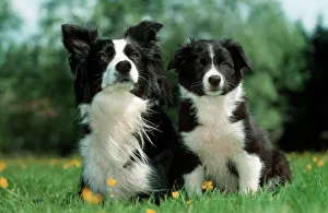Dog - Border Collie - Adult with puppy sitting in garden Dog - Border Collie - Adult with puppy sitting in garden