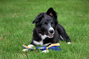 Dog - Border Collie - puppy lying down with toy Dog - Border Collie - puppy lying down with toy