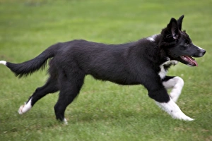 Dog - Border Collie - puppy running Dog - Border Collie - puppy running