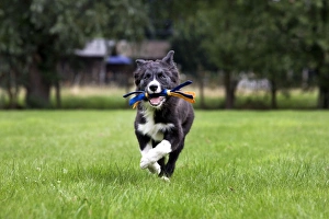 Dog - Border Collie - puppy running with toy in mouth Dog - Border Collie - puppy running with toy in mouth