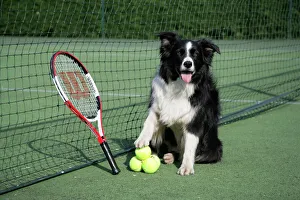 Dog - Border collie with tennis balls on court Dog - Border collie with tennis balls on court