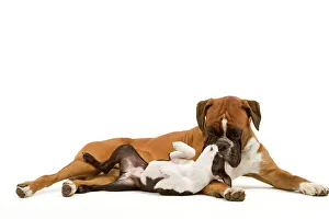 Dog - Boston Terrier and Boxer playing in studio Dog - Boston Terrier and Boxer playing in studio