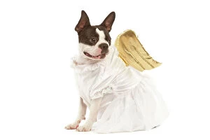 Images Dated 14th June 2000: Dog - Boston Terrier dressed up in angel outfit