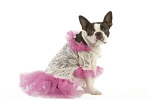 Images Dated 14th June 2000: Dog - Boston Terrier dressed up in pink dress