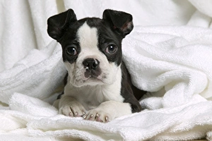 Dog - Boston Terrier - lying down in towel Dog - Boston Terrier - lying down in towel