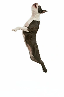 Dog - Boston terrier in mid-air - jumping Dog - Boston terrier in mid-air - jumping