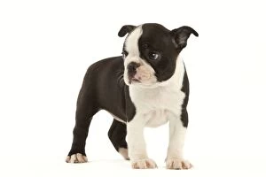 Images Dated 14th June 2000: Dog - Boston Terrier puppy in studio