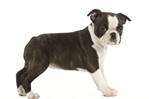 Dog - Boston Terrier puppy in studio Dog - Boston Terrier puppy in studio
