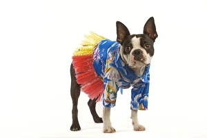 Dog - Boston Terrier in studio wearing Hawaii shirt and skirt Dog - Boston Terrier in studio wearing Hawaii shirt and skirt