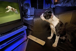 Dog - Boston Terrier watching dogs on television Dog - Boston Terrier watching dogs on television