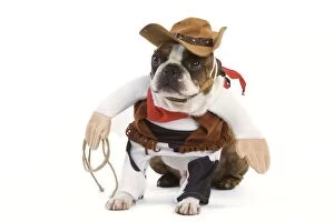 Images Dated 14th June 2000: Dog - Boston Terrier wearing cowboy outfit