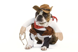 Dog - Boston Terrier wearing cowboy outfit Dog - Boston Terrier wearing cowboy outfit