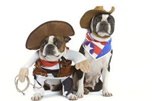 Dog - Boston Terrier wearing cowboy outfits Dog - Boston Terrier wearing cowboy outfits