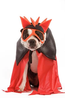 Images Dated 14th June 2000: Dog - Boston Terrier wearing fancy dress / superhero costume